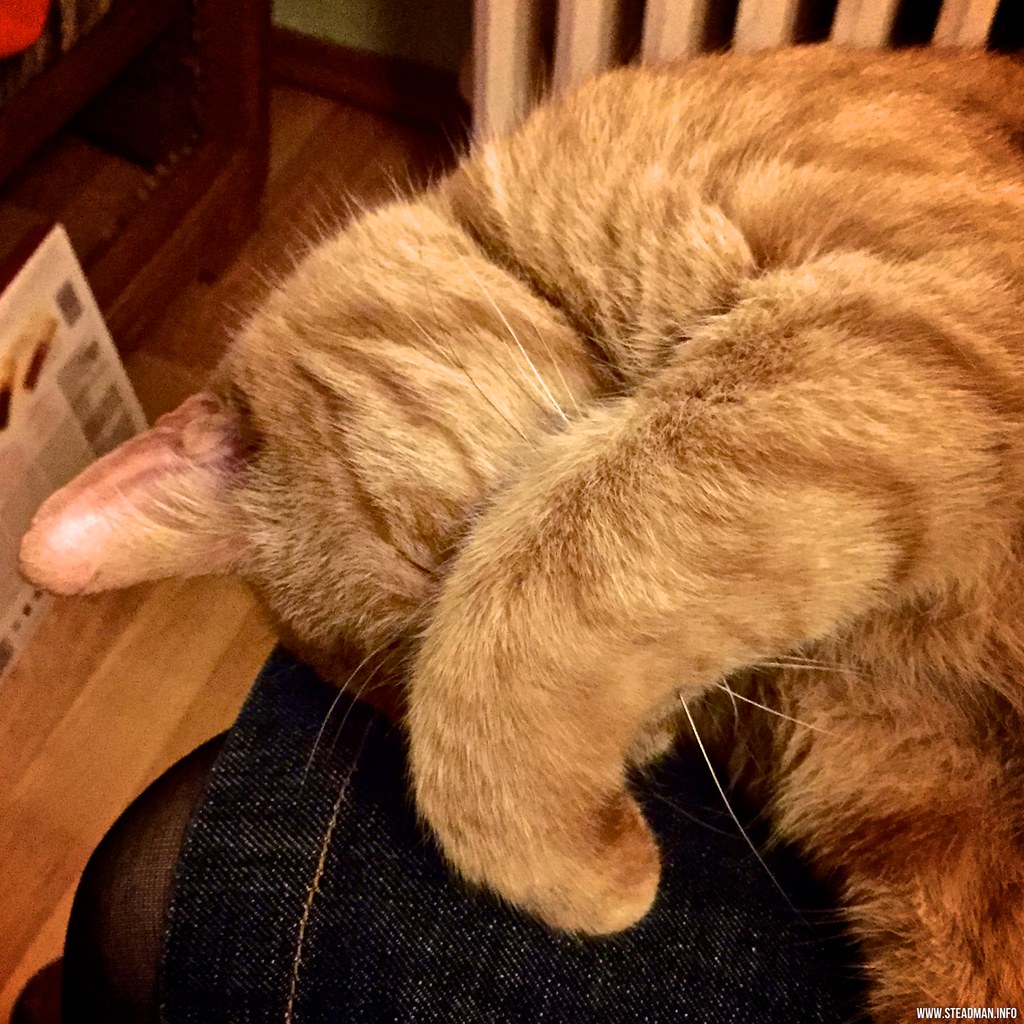 Eight Lives Left: Time Management Basics